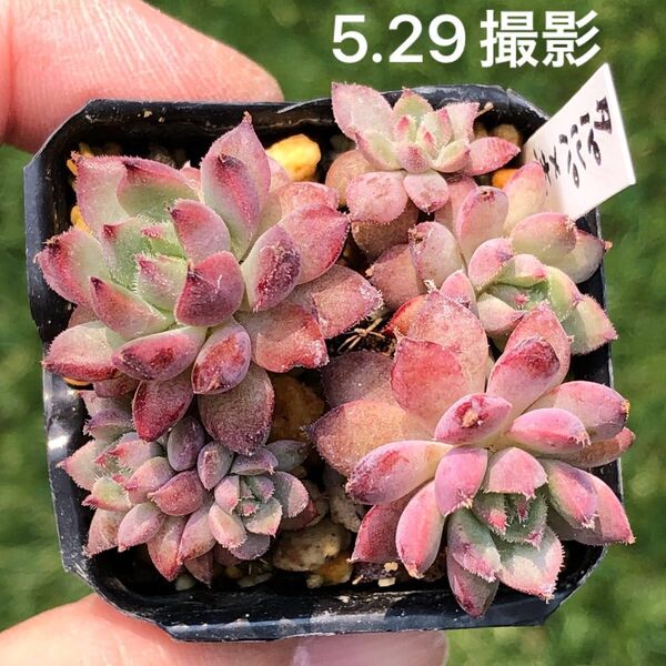 コロラータタパルパ×セトーサ 抜き苗 鉢内全部 多肉植物 エケベリア