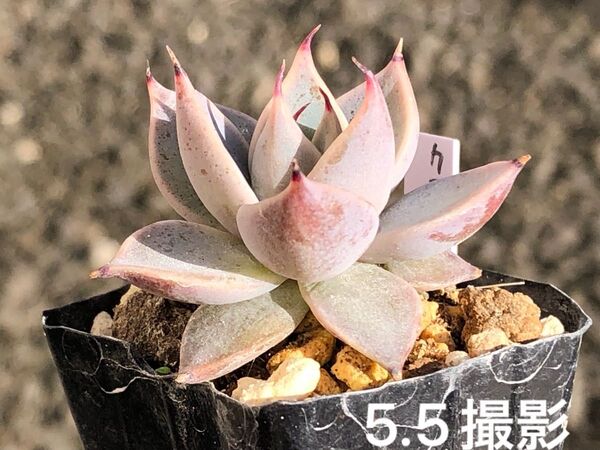 クスピダータ サンロベルト 抜き苗 ケーレス実生