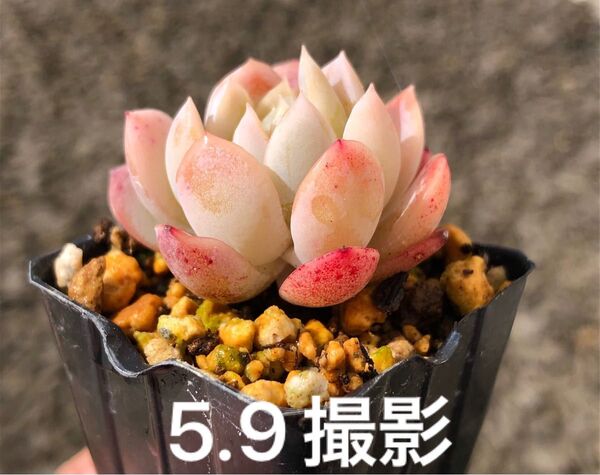 月影×ラウリンゼ 抜き苗 多肉植物 エケベリア