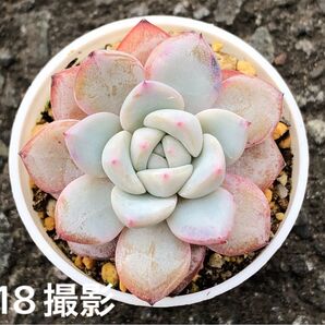 ブルーバード×ラウイ 抜き苗 多肉植物 エケベリア