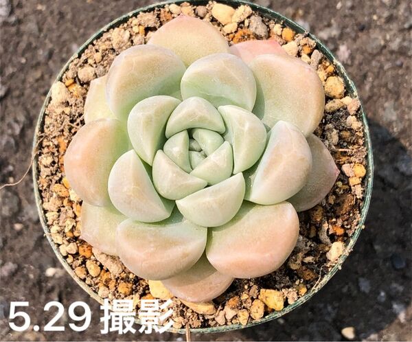 アイスグリーン×エレイン 抜き苗 交配 実生 多肉植物 エケベリア