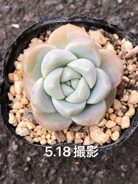 アイスグリーン×エレイン 抜き苗 交配 実生 多肉植物 エケベリア