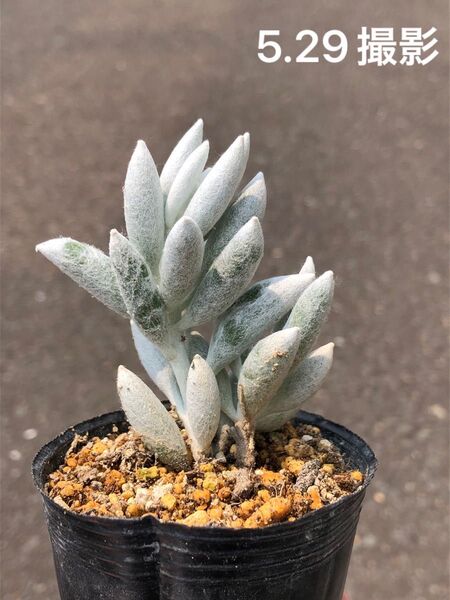 銀月 双頭 抜き苗 多肉植物 セネシオ