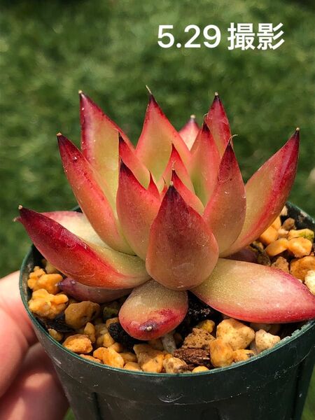 フランク 抜き苗 多肉植物 エケベリア 真っ赤