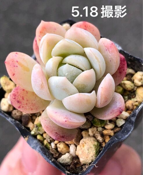 月影×ラウリンゼ 抜き苗 多肉植物 エケベリア