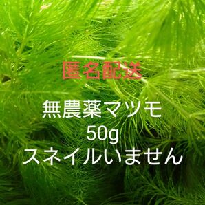 無農薬 マツモ50g メダカ 金魚 エビ水槽に 産卵床