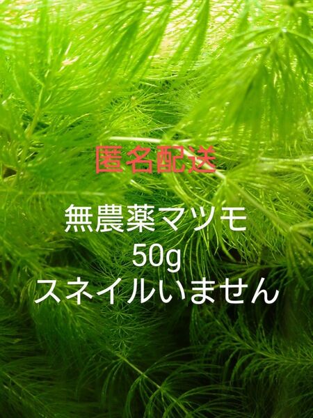 無農薬 マツモ50g メダカ 金魚 エビ水槽に 産卵床