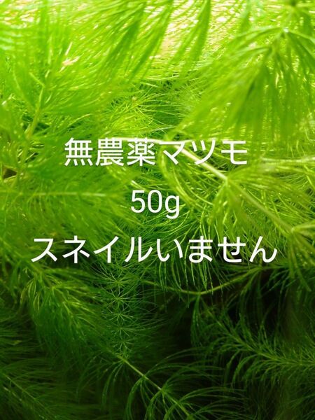 無農薬 マツモ50g メダカ 金魚 エビ水槽に 産卵床