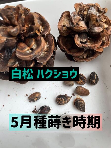 レア★種★白松 白皮松 ハクショウ サンコノマツ★松★盆栽★今が種撒き時★