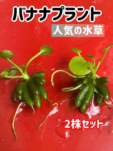 人気の水草★バナナプラント★2株セット★水草 ビオトープ 睡蓮鉢 ボトルリウム メダカ 無農薬 小さめ