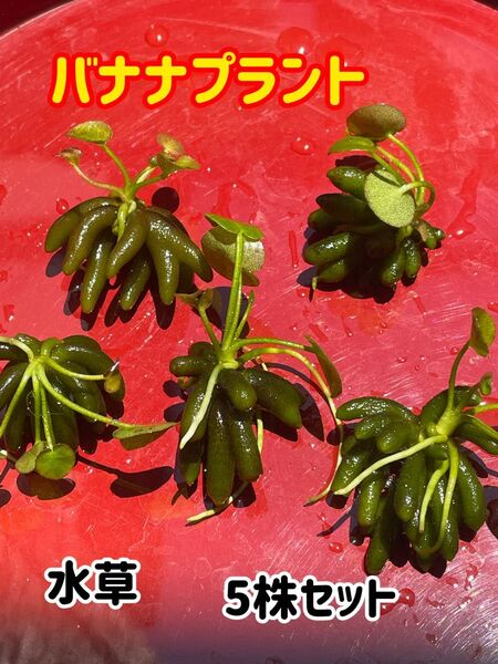 人気の水草★水草★バナナプラント★5株セット★ビオトープ 睡蓮鉢 メダカ