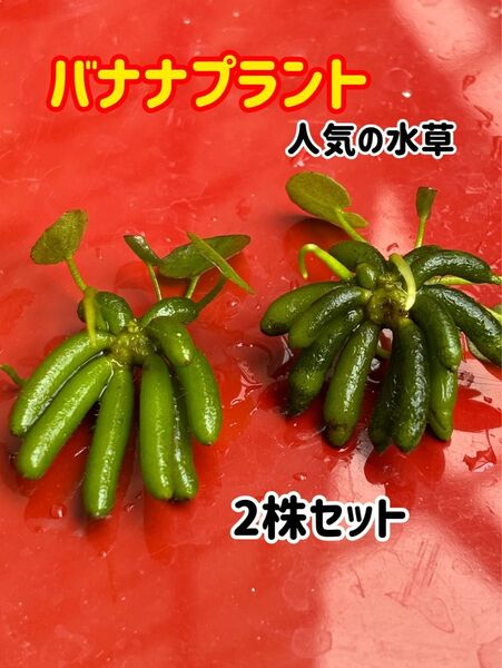 人気の水草★水草★バナナプラント★2株セット★ビオトープ 睡蓮鉢 メダカ★
