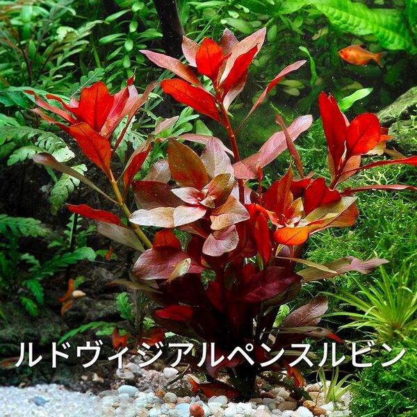 ルドウィジア ルペンスルビン 5本
