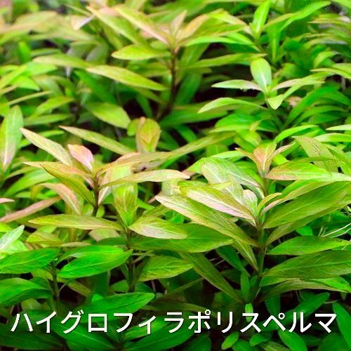 ハイグロフィラポリスペルマ 5本