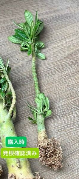 【優良株】ドルステニアギガス Dorstenia gigas 塊根植物 多肉植物 コーデックス 輸入株 挿し木 実生株 種子