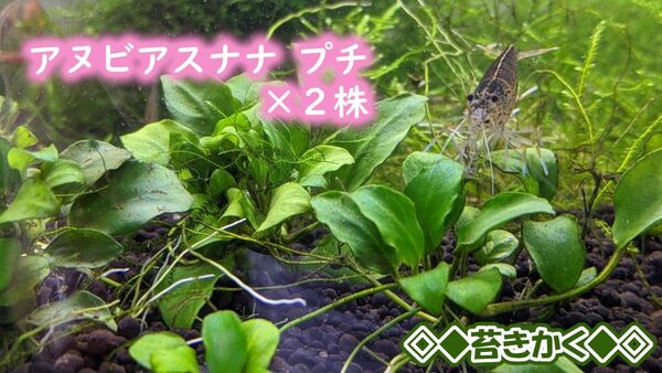 ◆アヌビアスナナ プチ・Sサイズ × 2株 ◆匿名・補償あり◎
