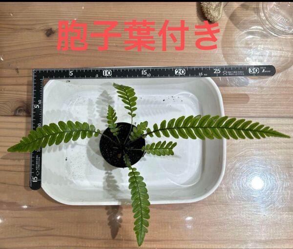 ブレクナム オブツサタムBlechnum obtusatum ①