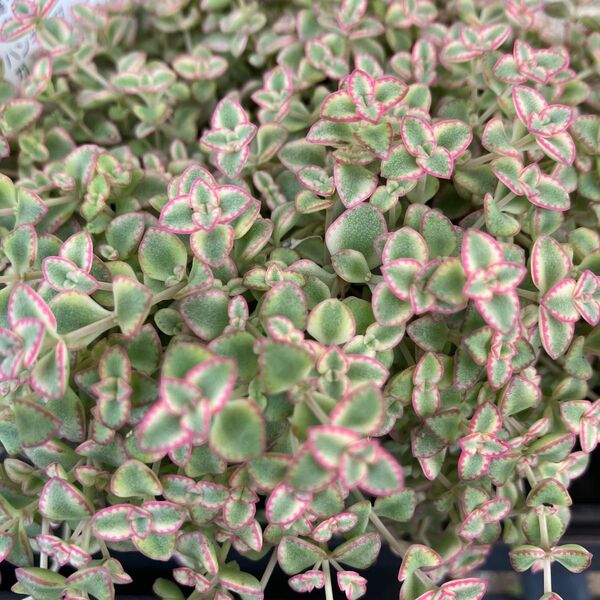 ☆多肉植物☆セダム☆リトルミッシーカット苗☆