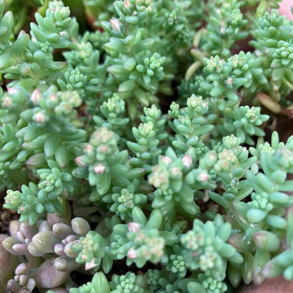 ☆多肉植物☆セダム☆ミルキーウェイカット苗☆