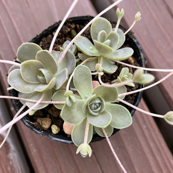 ☆多肉植物☆子持ち蓮華根付き苗☆