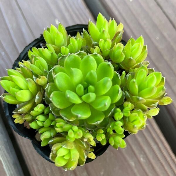 ☆多肉植物☆爪蓮華根付き苗☆