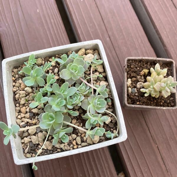 ☆多肉植物☆子持ち蓮華・姫秋麗根付き苗☆