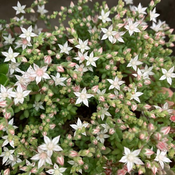 ☆多肉植物☆セダム☆ミルキーウェイカット苗☆