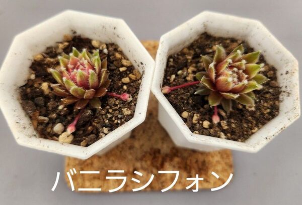 多肉植物 センペルビウム バニラシフォン2苗セット