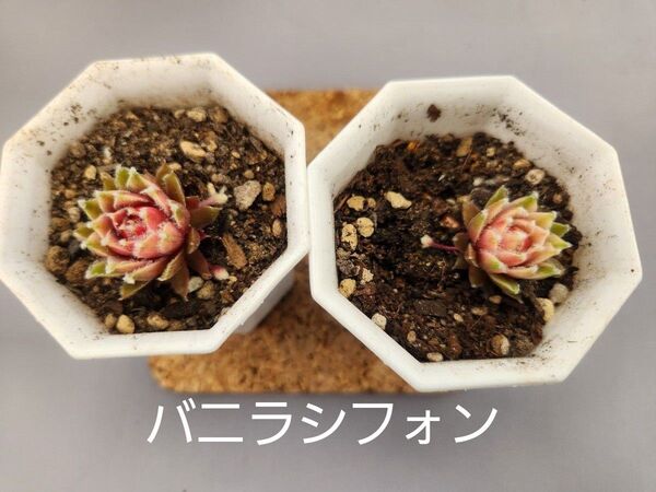 多肉植物 センペルビウム バニラシフォン2苗セット
