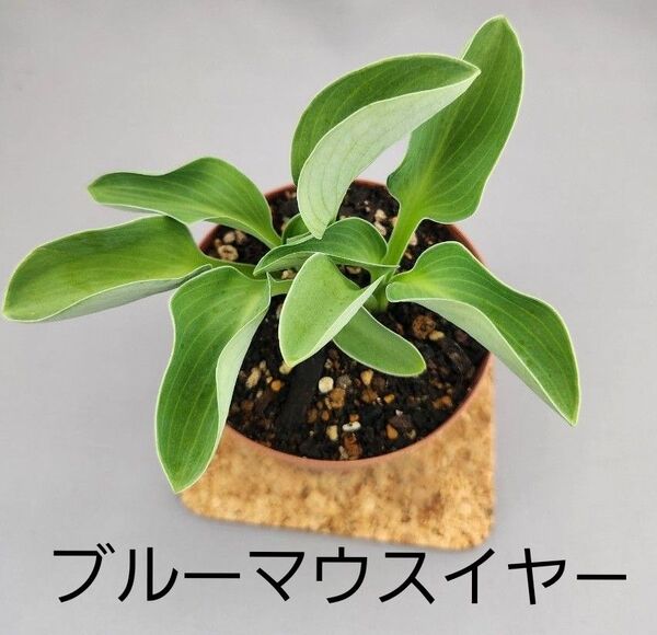 ギボウシ(ホスタ)‘ブルー マウス イヤー’