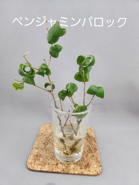 観葉植物 ベンジャミンバロック 2本セット