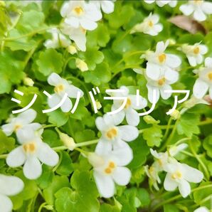 【北海道産】可愛い小花が魅力!シンバラリアの苗 グランドカバーや寄せ植えに