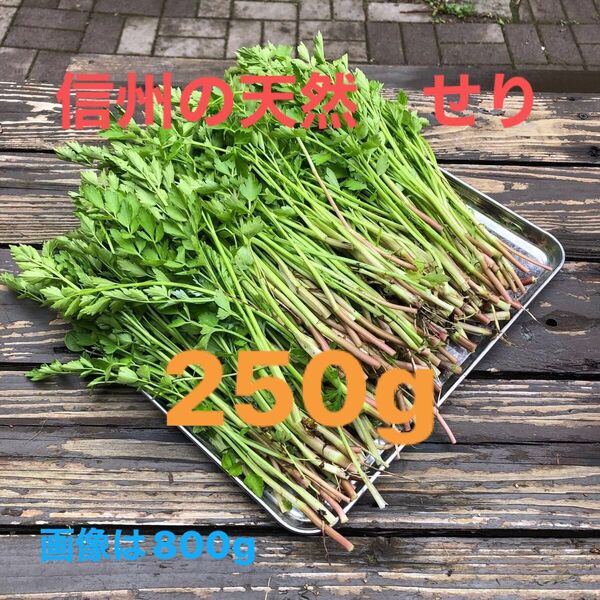 セリ 250g 無農薬