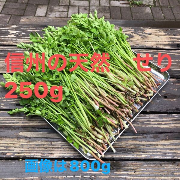 信州の天然 せり 250g