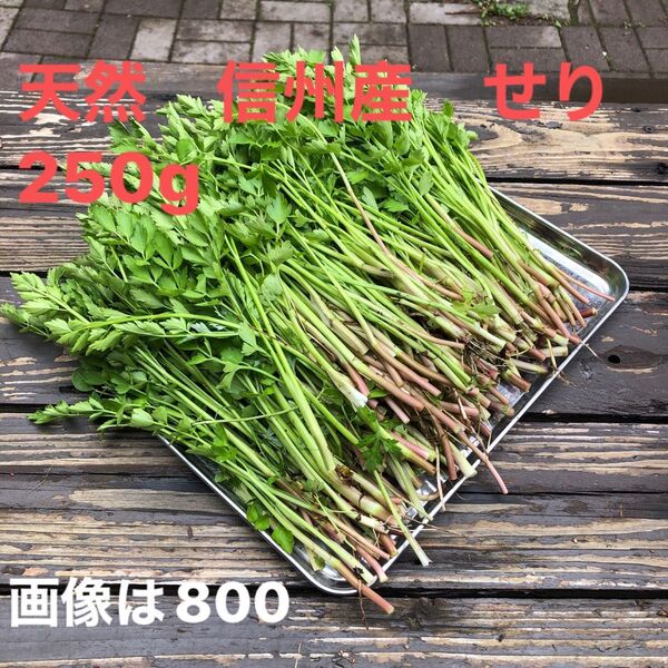 天然 信州産 せり 250g