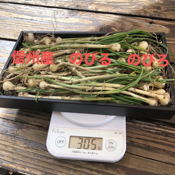 天然 信州産 のびろ ノビル 野蒜 300g
