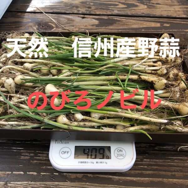 天然 山菜 のびろノビル野蒜 400g