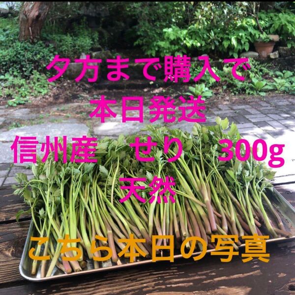 天然 無農薬 信州産 せり300g