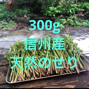 天然 せり 長野県産 信州産 新鮮 旬の食材天然