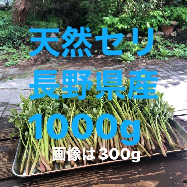 信州産 天然セリ 無農薬 山菜 セリ 旬