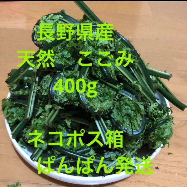長野県産 天然コゴミ 400g ネコポス箱 ばんばん発送 天然 山菜 信州産 無農薬
