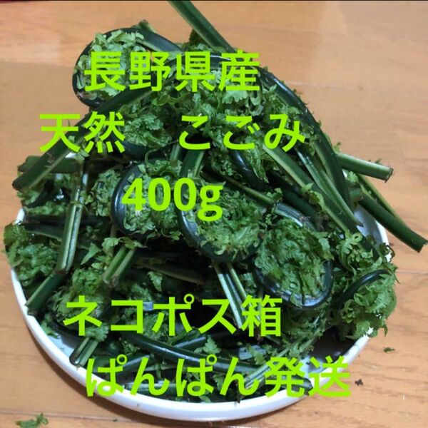 長野県産 天然コゴミ 400g 天然 山菜 旬