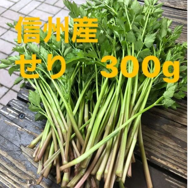 セリ 300g 新鮮野菜天然 信州産 山菜