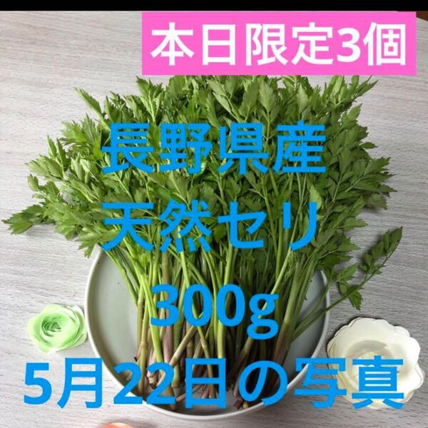天然 セリ 信州産 300g 山菜