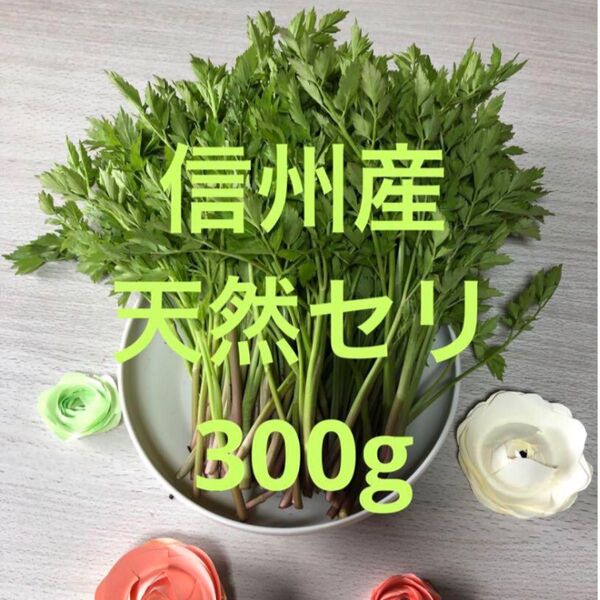 天然 信州産 せり 300g 山菜 旬