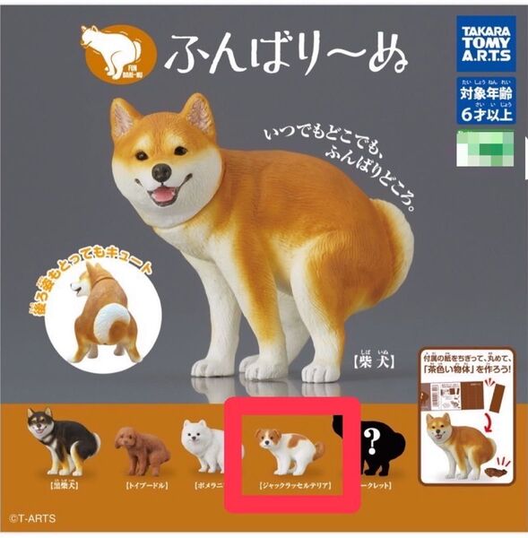 ジャックラッセルテリア ふんばり~ぬ ふんばりーぬ 犬