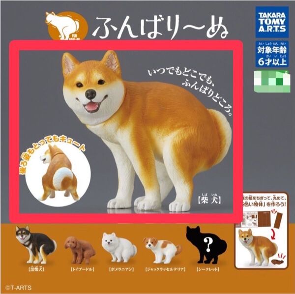 柴犬 ふんばり~ぬ ふんばりーぬ 犬
