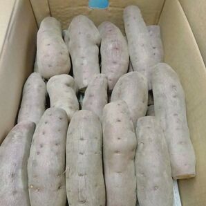 農家直送訳あり鳴門金時5キロ