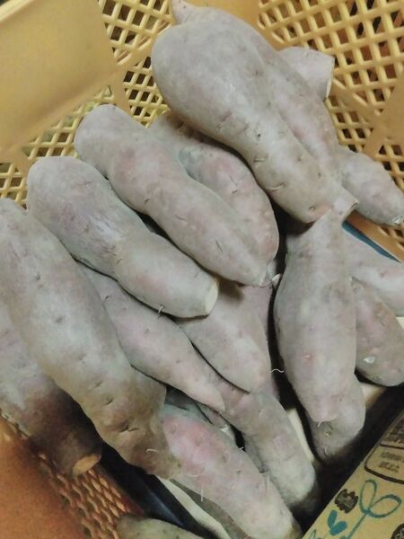 M5干農家直送訳ありMサイズ鳴門金時5キロ 干し芋セット