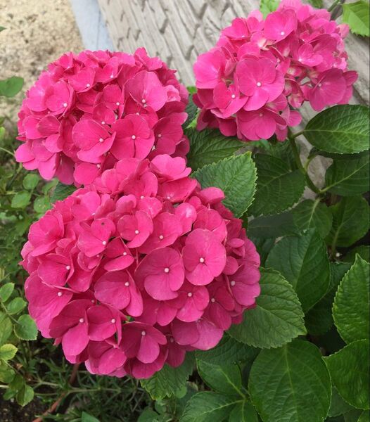 紫陽花 あじさい 苗です 2色セット 八重咲 ピンク ブルー 大輪 濃いピンク